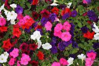 Petunia-14052640.jpg
