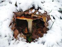 Fly-agaric808110640.jpg
