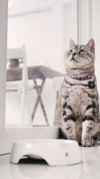 Cat-mia-703408640.jpg