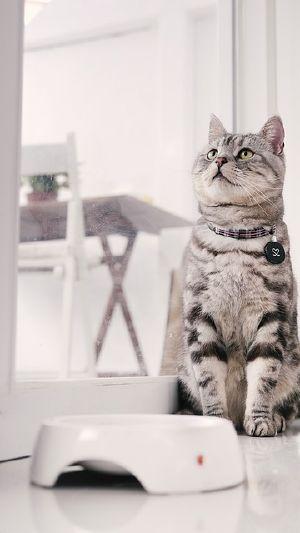 Cat-mia-703408640.jpg
