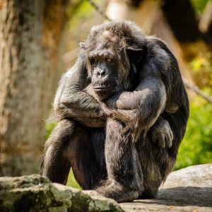 Chimpanzee-978809640.jpg