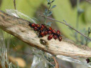 Bugs-1757709640.jpg