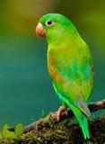 Canary