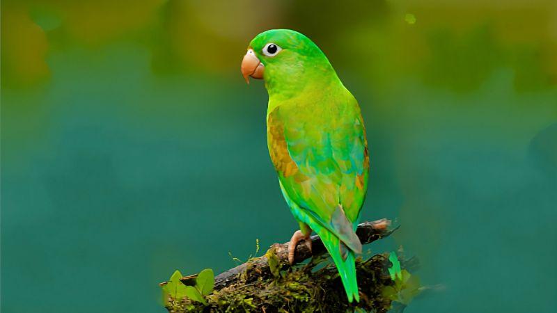 File:Canary-promo.jpg