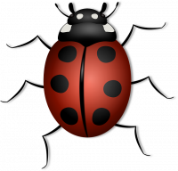 Ladybug-156624-640.png