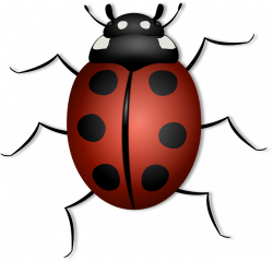 Ladybug-156624-640.png