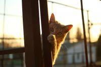 Cat-1040815640.jpg