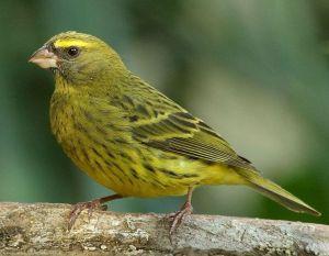 Forestcanary.jpg
