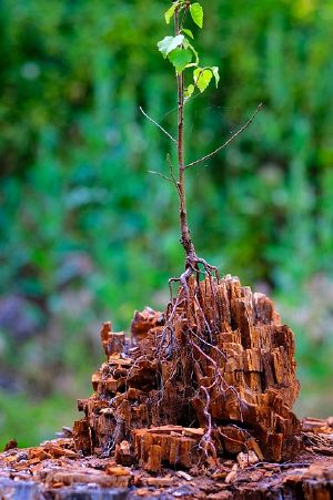 Root123123.jpg